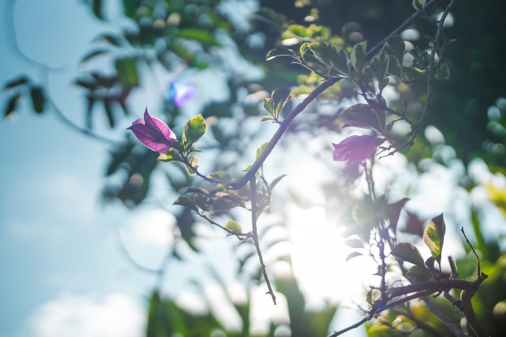 Villa Daksina Ubud Pokój zdjęcie